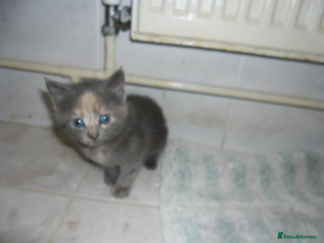 Mixed Breed cats for sale: 5 Beautiful kittens for sale  - Image 6