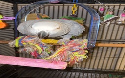 Parrots birds for sale: 3 year old African grey - Image 4