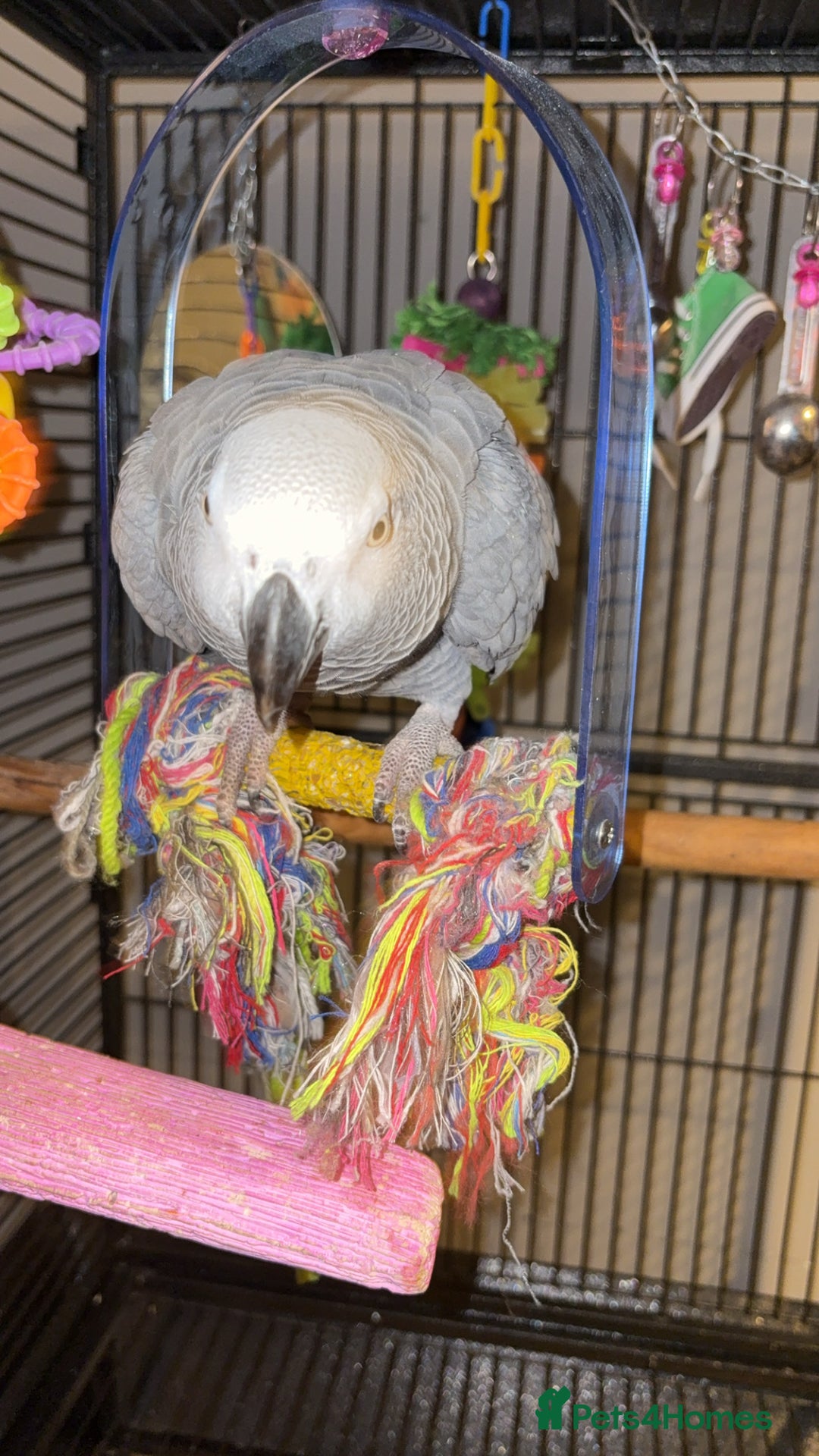 Parrots birds for sale: 3 year old African grey - Image 4