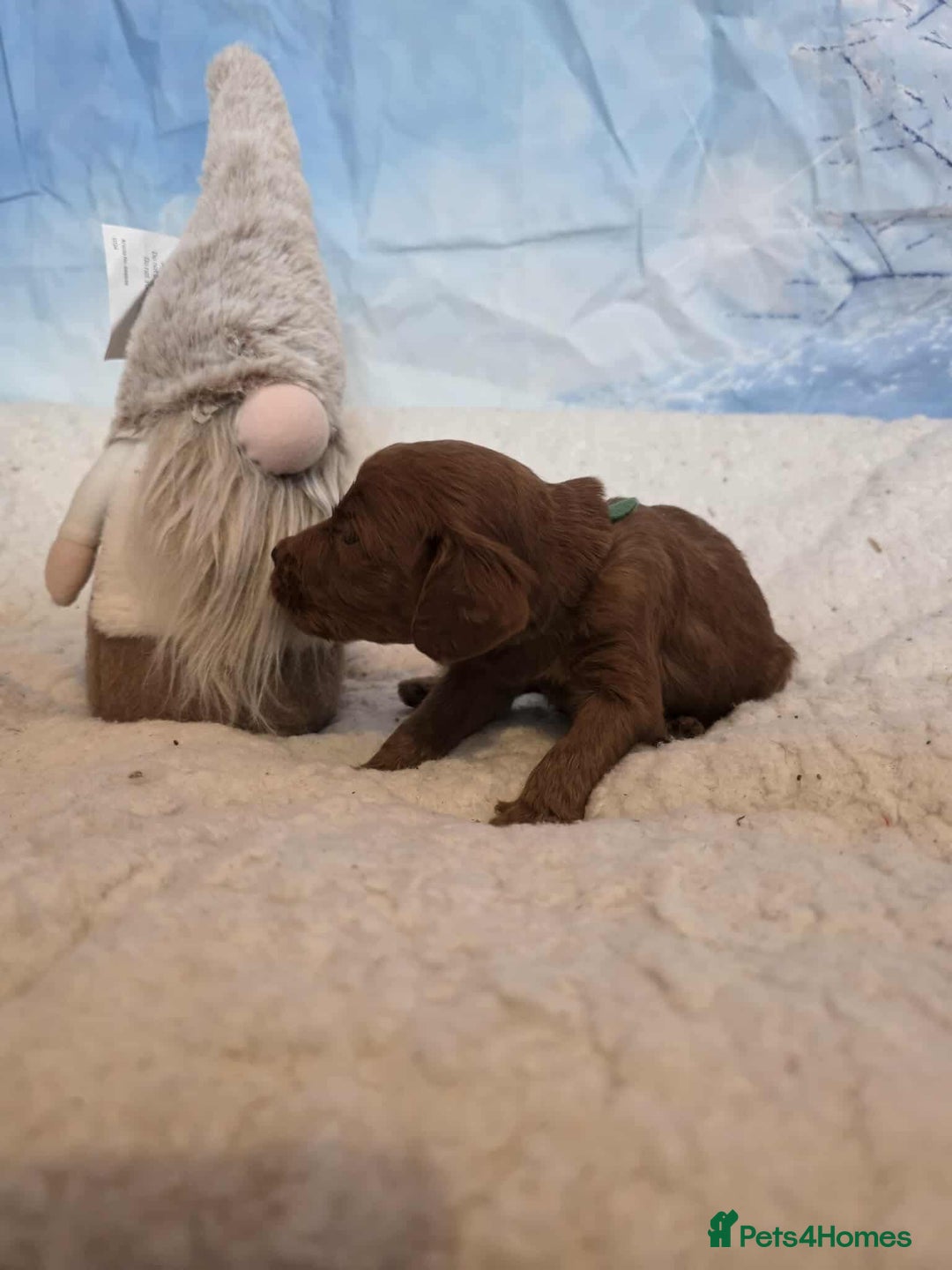 Irish Doodle dogs for sale: Stunning mahogany red Irish doodles READY NOW   - Advert 16