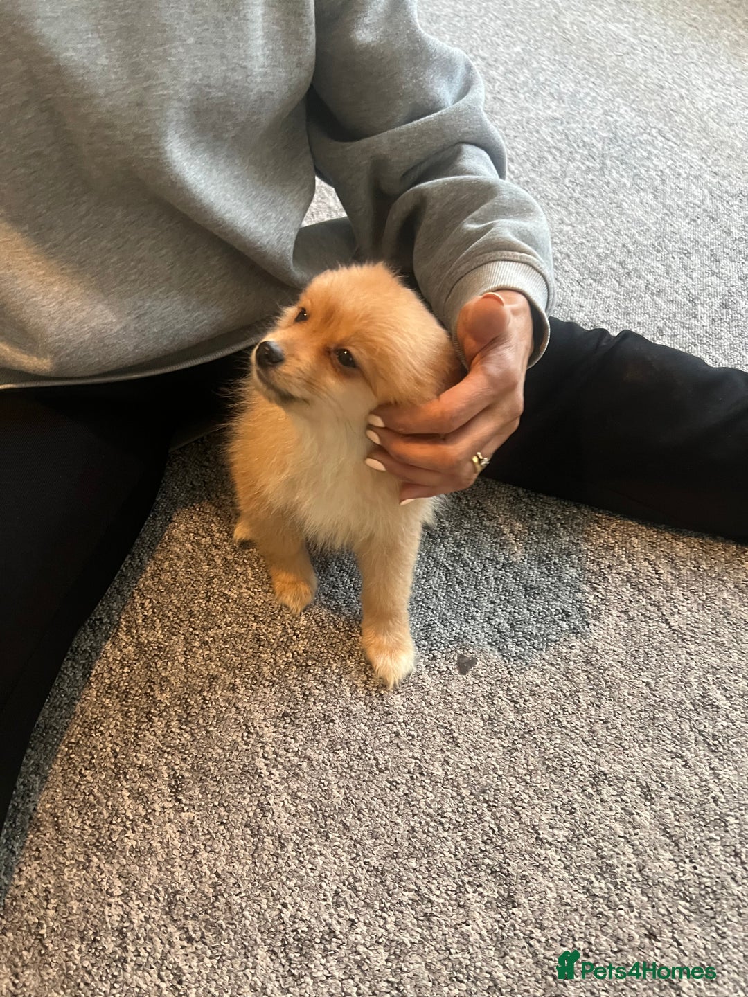 Mixed Breed dogs for sale: The cutest Pups: German & Japanese Pomeranian - Advert 13