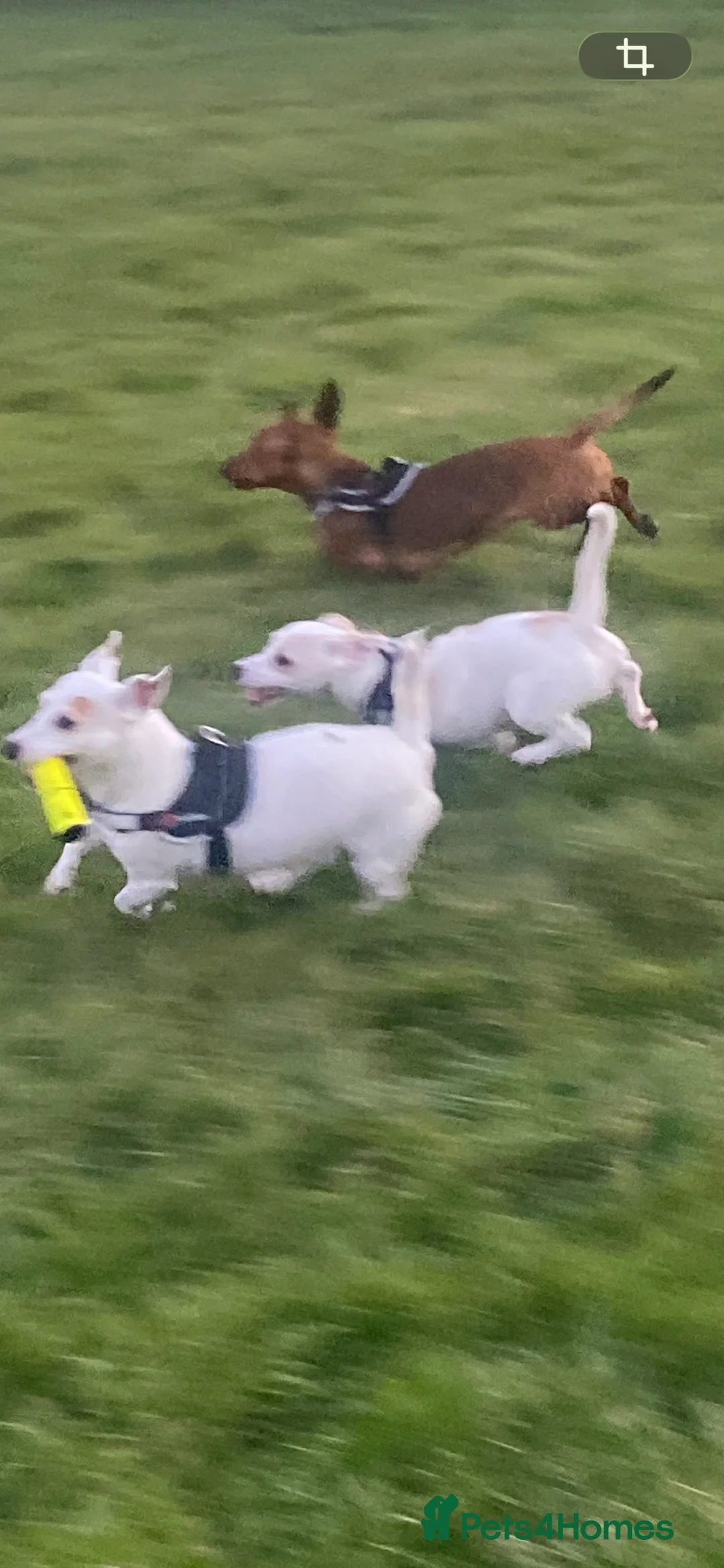 Dachshund dogs for sale: Red dachshund  - Advert 3