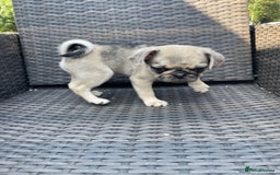 Pug dogs for sale: Pug Puppies  - Image 18