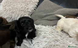 Mixed Breed dogs for sale: Adorable Cockerchons Fluffy, Low-Shed Wonders! - Image 36