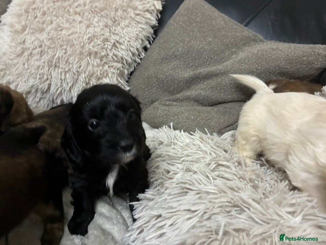 Mixed Breed dogs for sale: Adorable Cockerchons Fluffy, Low-Shed Wonders! - Image 36