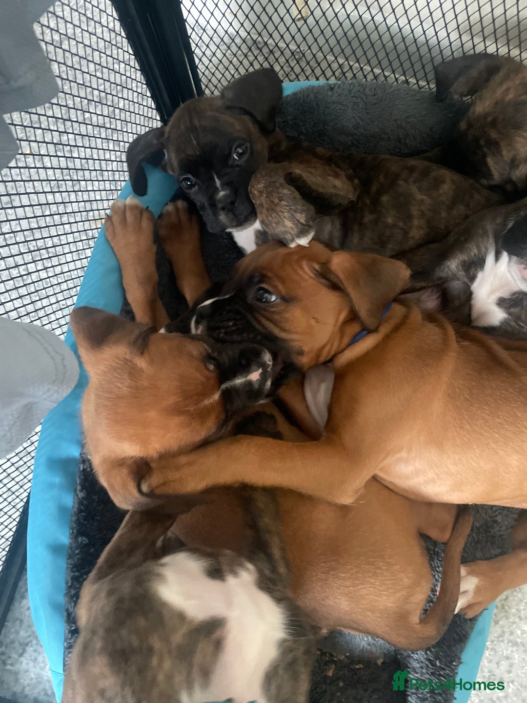 Boxer dogs for sale: 3 beautiful brindle boys for sale  - Advert 1