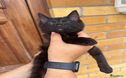 Domestic Shorthair cats for sale: 1 short hair, 3 semi long hair domestic kittens. - Image 6