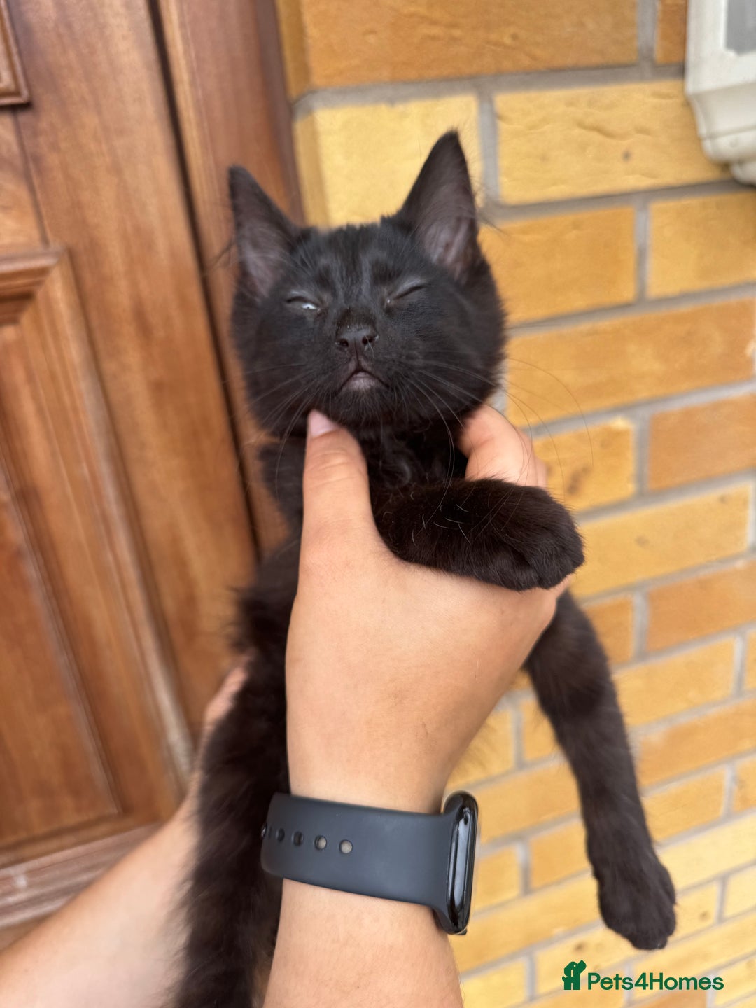 Domestic Shorthair cats for sale: 1 short hair, 3 semi long hair domestic kittens. - Image 6