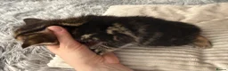 Mixed Breed cats for sale: Beautiful kittens of marble and striped colors - Advert 15