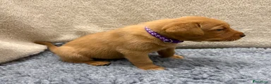 Purple Collar - Apollo Phoenix