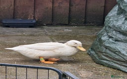 Ducks poultry for sale: Trio of Aylesbury ducks  - Image 3