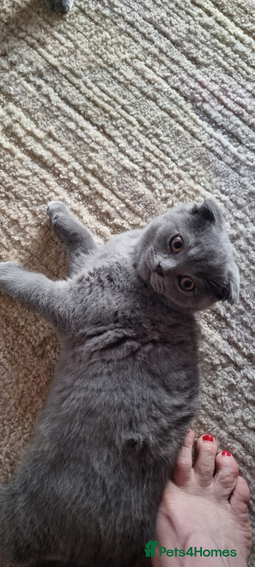 Scottish Fold cats  😸 Beautiful Female kittens 😸  - Advert 2