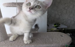 Mixed Breed cats for sale: Stunning British Shorthair cross Ragdoll Girl  - Image 7