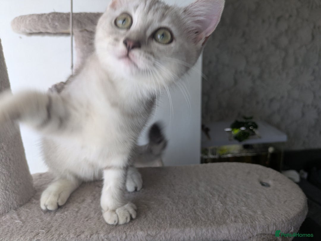 Mixed Breed cats for sale: Stunning British Shorthair cross Ragdoll Girl  - Image 7