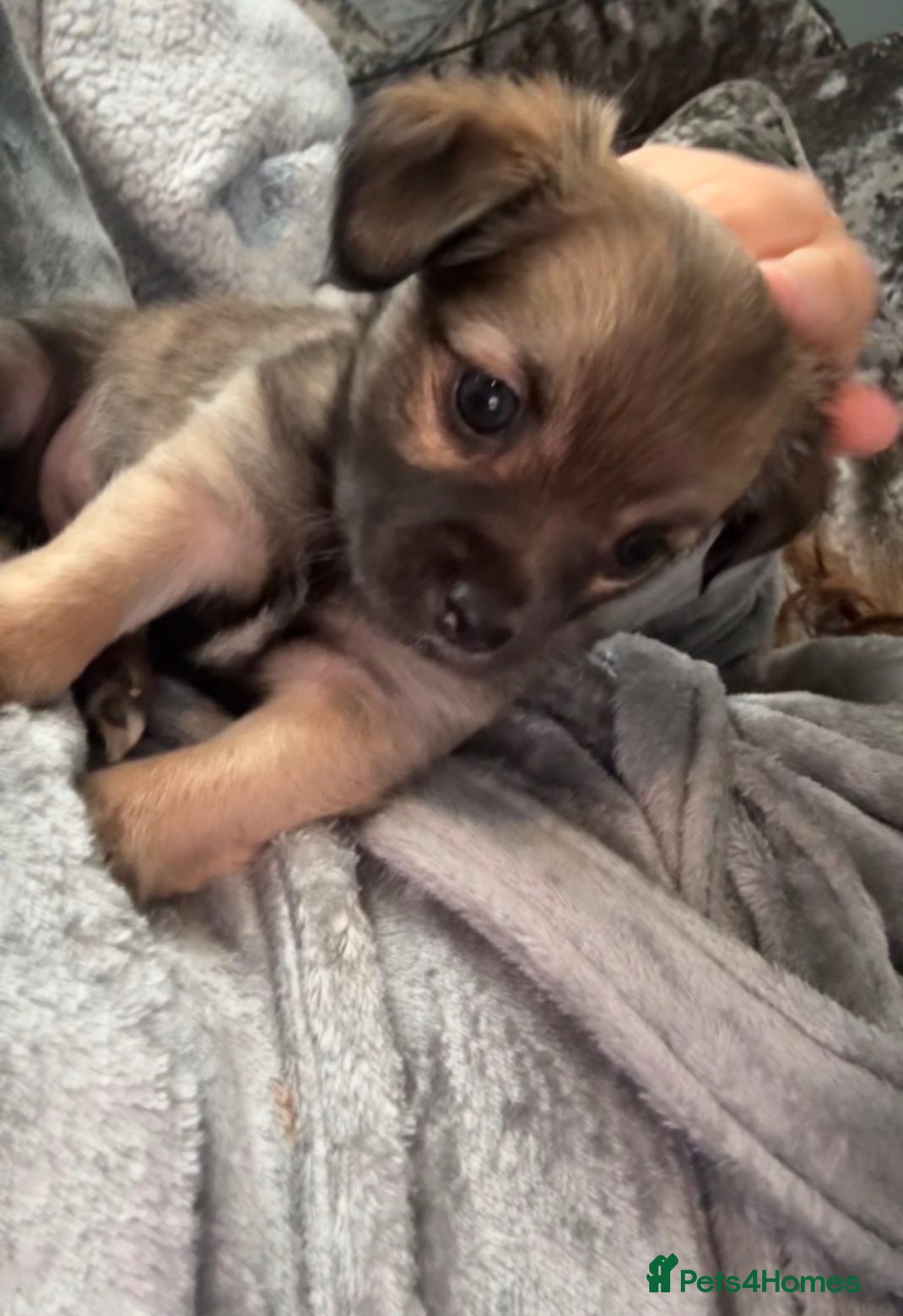 Chorkie dogs Ready to leave STUNNING last pup 🦁 simba   - Advert 2