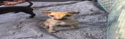 Italian Greyhound dogs for sale: 🐾✨Gorgeous KC Italian greyhound licensed breeder  - Advert 4