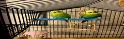 Budgerigars birds for sale: SUPER SILLY TAME BUDGIES FOR SALE WITH CAGE in Solihull - Advert 13