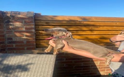 Dachshund dogs for sale: Beautiful Dachshund Puppies REDUCED  - Image 12