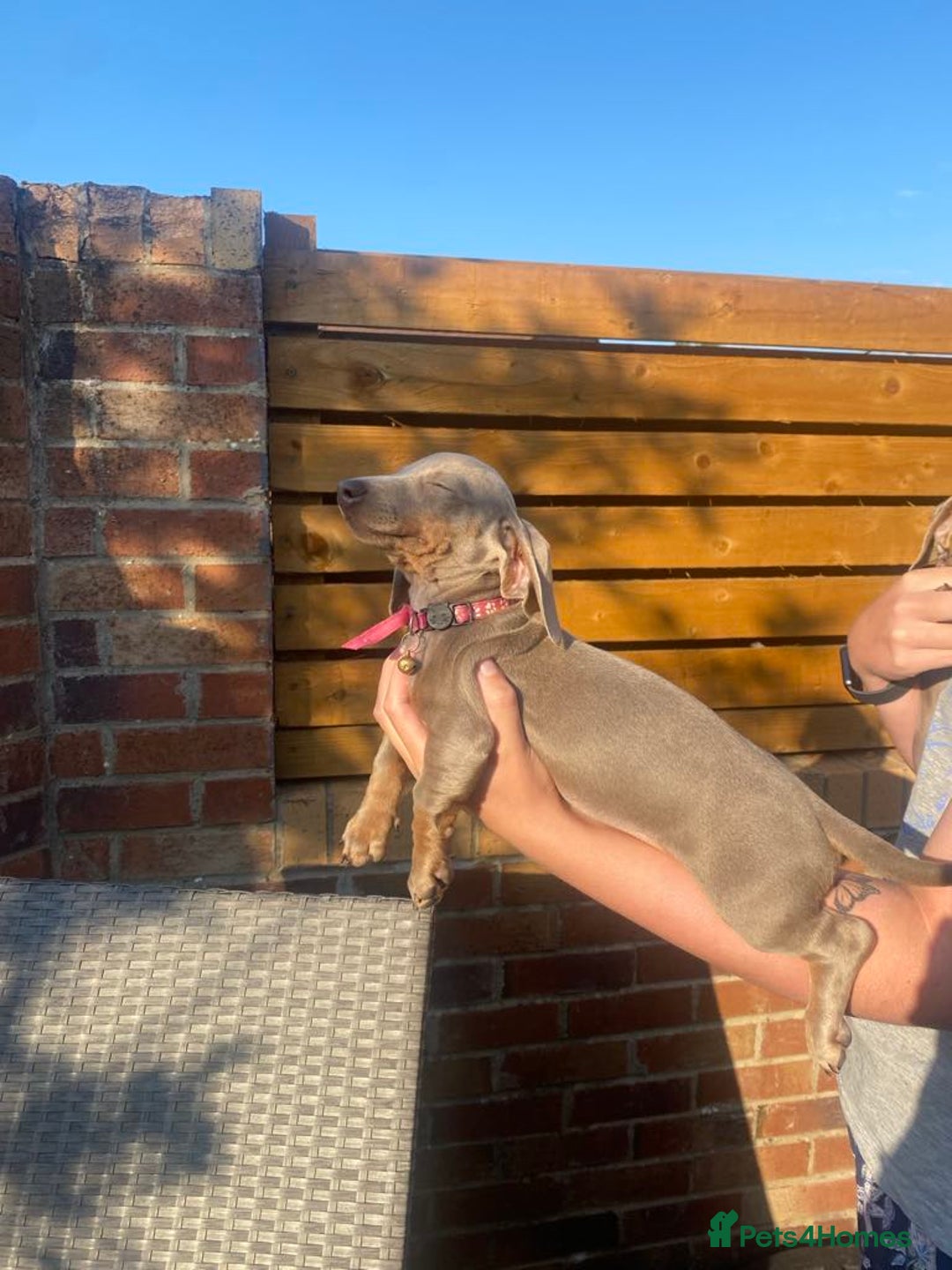 Dachshund dogs for sale: Beautiful Dachshund Puppies REDUCED  - Image 12