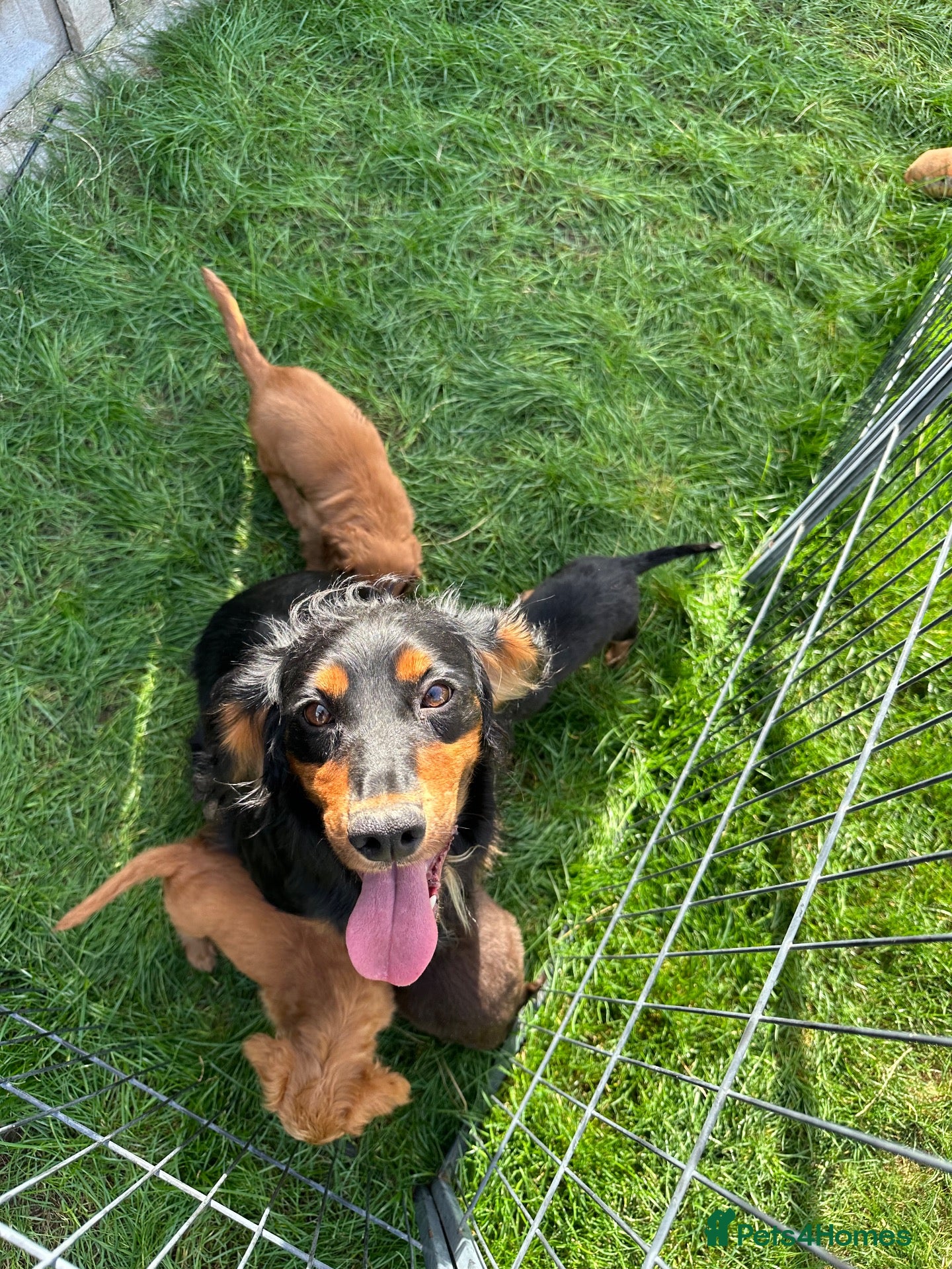 Cocker Spaniel dogs KC Registered Working Cocker Spaniel Puppies - Advert 1