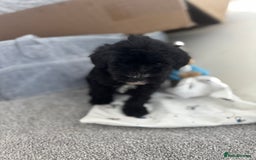 Sheepadoodle dogs for sale: Micro-mini Sheepadoodle reduced !!!!! - Image 17