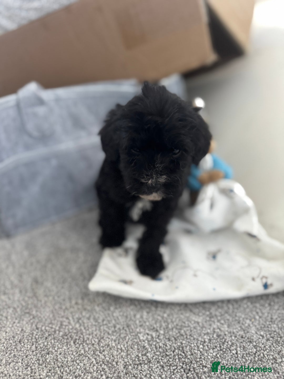 Sheepadoodle dogs for sale: Micro-mini Sheepadoodle reduced !!!!! - Image 17