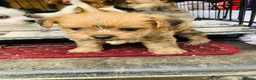 Mixed Breed dogs for sale: Adorable Shih Tzu/Jack Russell Puppies - Advert 26
