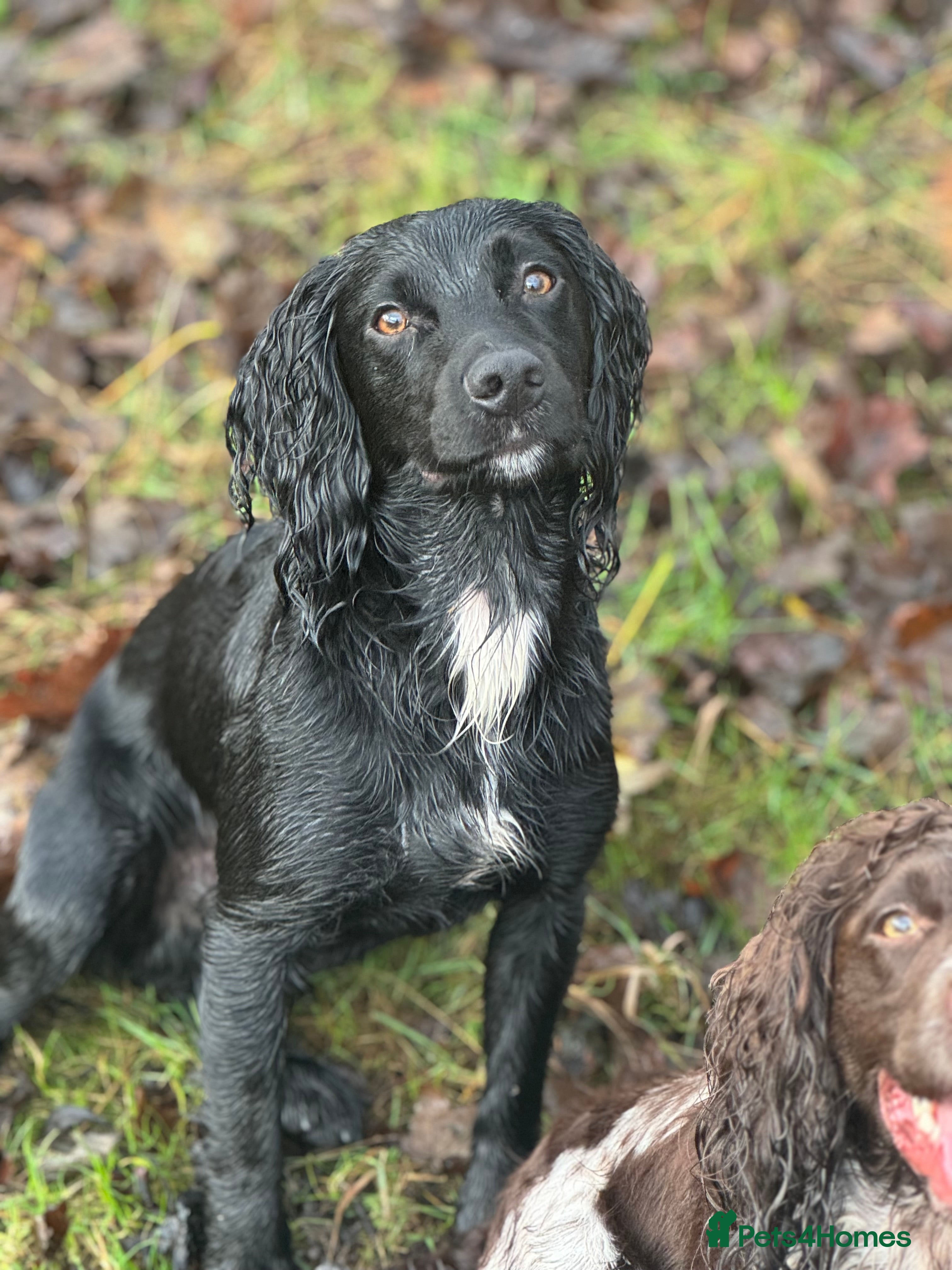 Cocker Spaniel dogs Tweed ready for Stud - Advert 1