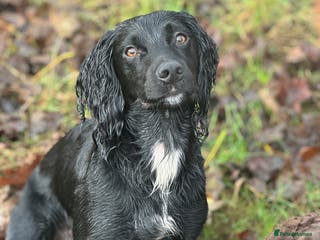 Cocker Spaniel dogs Tweed ready for Stud - Advert 1