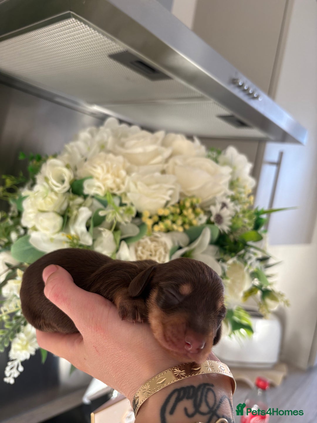 Miniature Dachshund dogs for sale: Stunning Mini Dachshunds 😍  - Image 9
