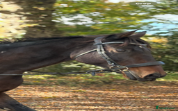 English Thoroughbred horses for sale: X2 safe stunning geldings alrounders - Image 16