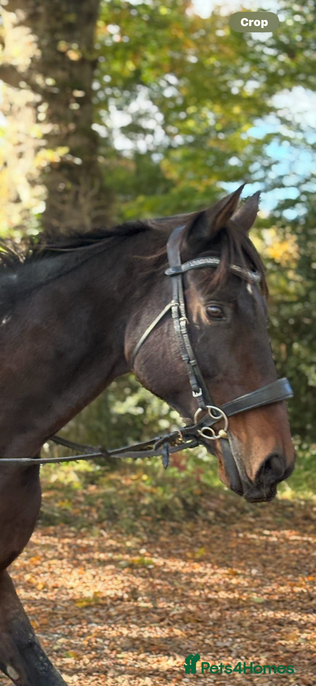 English Thoroughbred horses for sale: X2 safe stunning geldings alrounders - Image 16