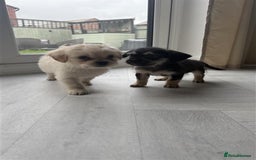 Mixed Breed dogs for sale: 6 fluffy frenchie cross puppies - Image 9