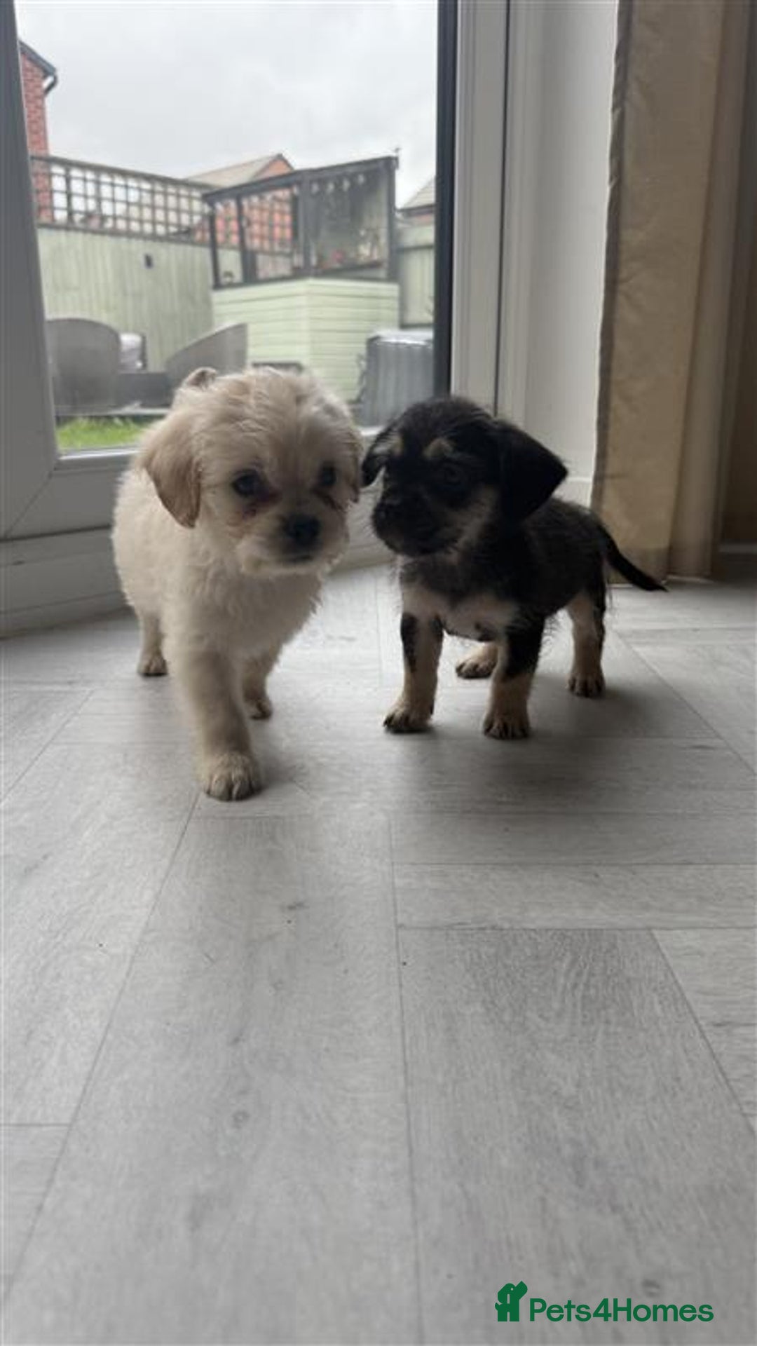 Mixed Breed dogs for sale: 6 fluffy frenchie cross puppies - Image 9