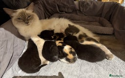 Ragdoll cats for sale: Ragdoll Cross Kittens for sale  - Image 10