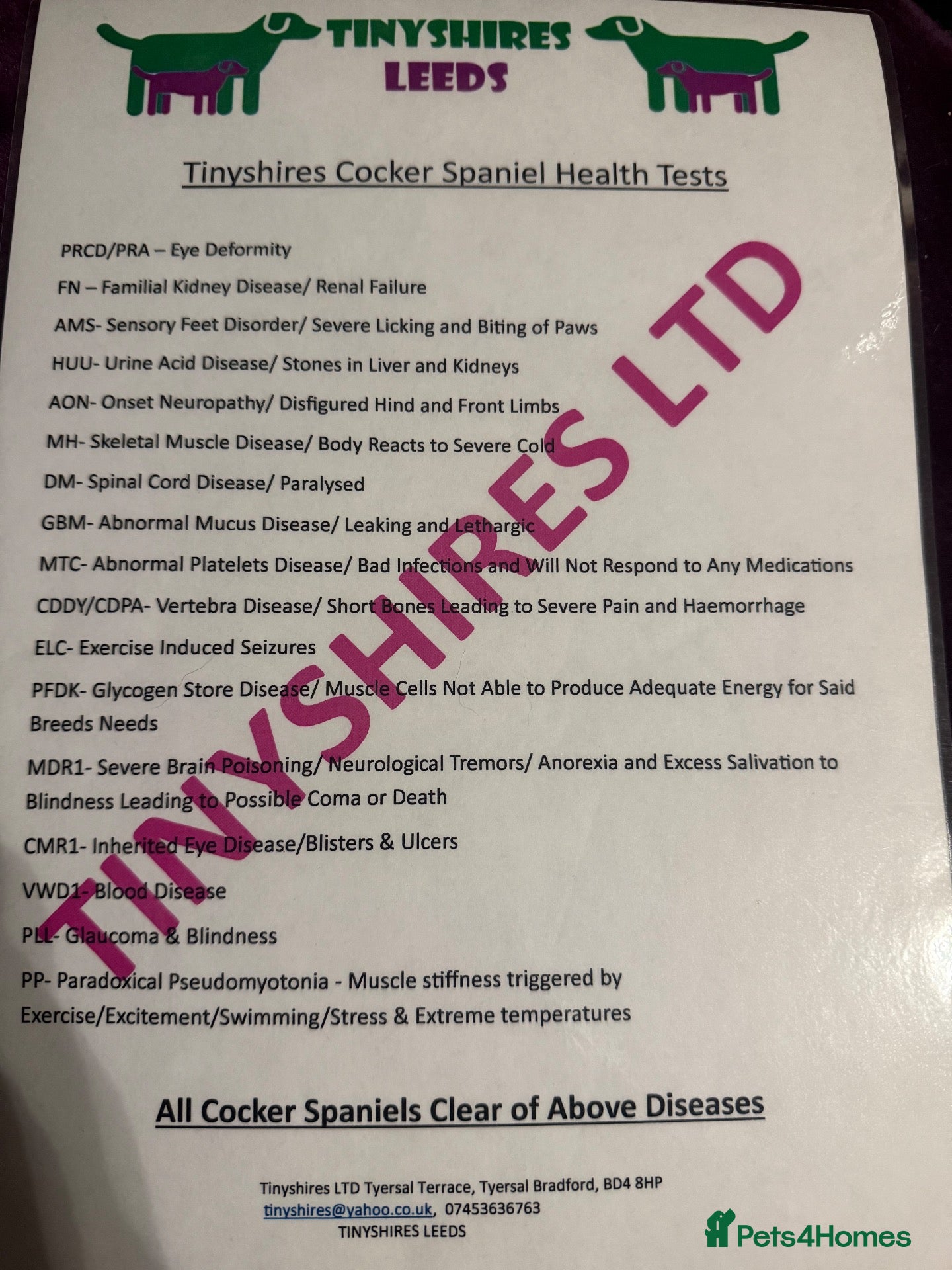Cockapoo dogs F1 mini Cockapoo’s 30 dna health tested clear  - Advert 2
