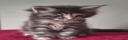 Maine Coon cats for sale: Tica registered Maine coon kittens - Advert 36