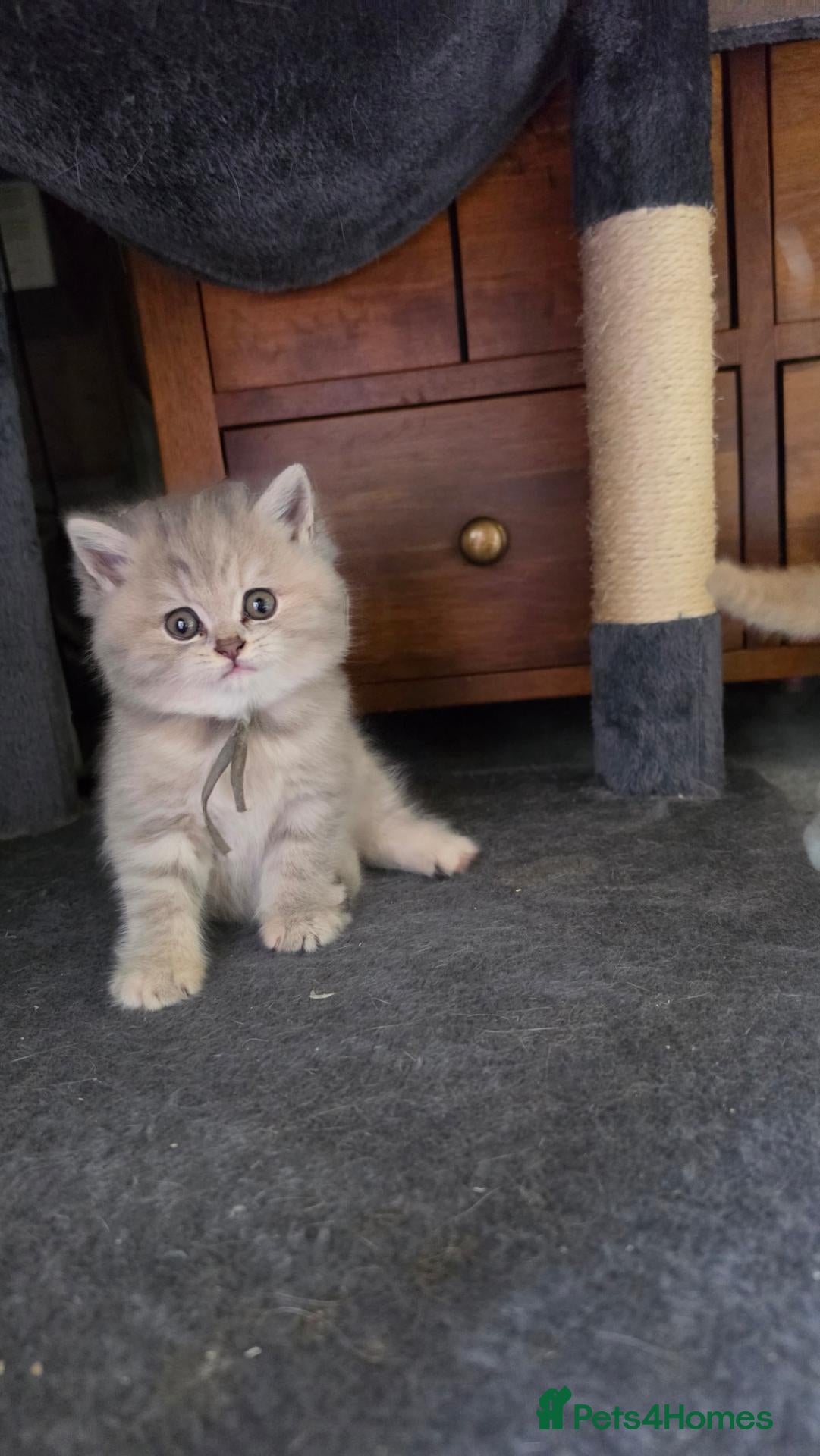 British Shorthair cats six beautiful British Shorthair and longhair - Advert 4