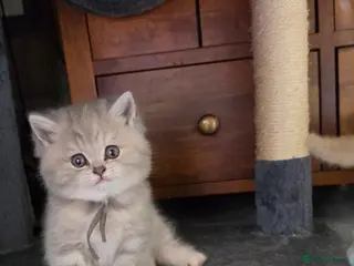 British Shorthair cats six beautiful British Shorthair and longhair - Advert 4
