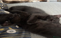 Mixed Breed cats for sale: *Kittens Ready For New Homes This Weekend!* - Image 1