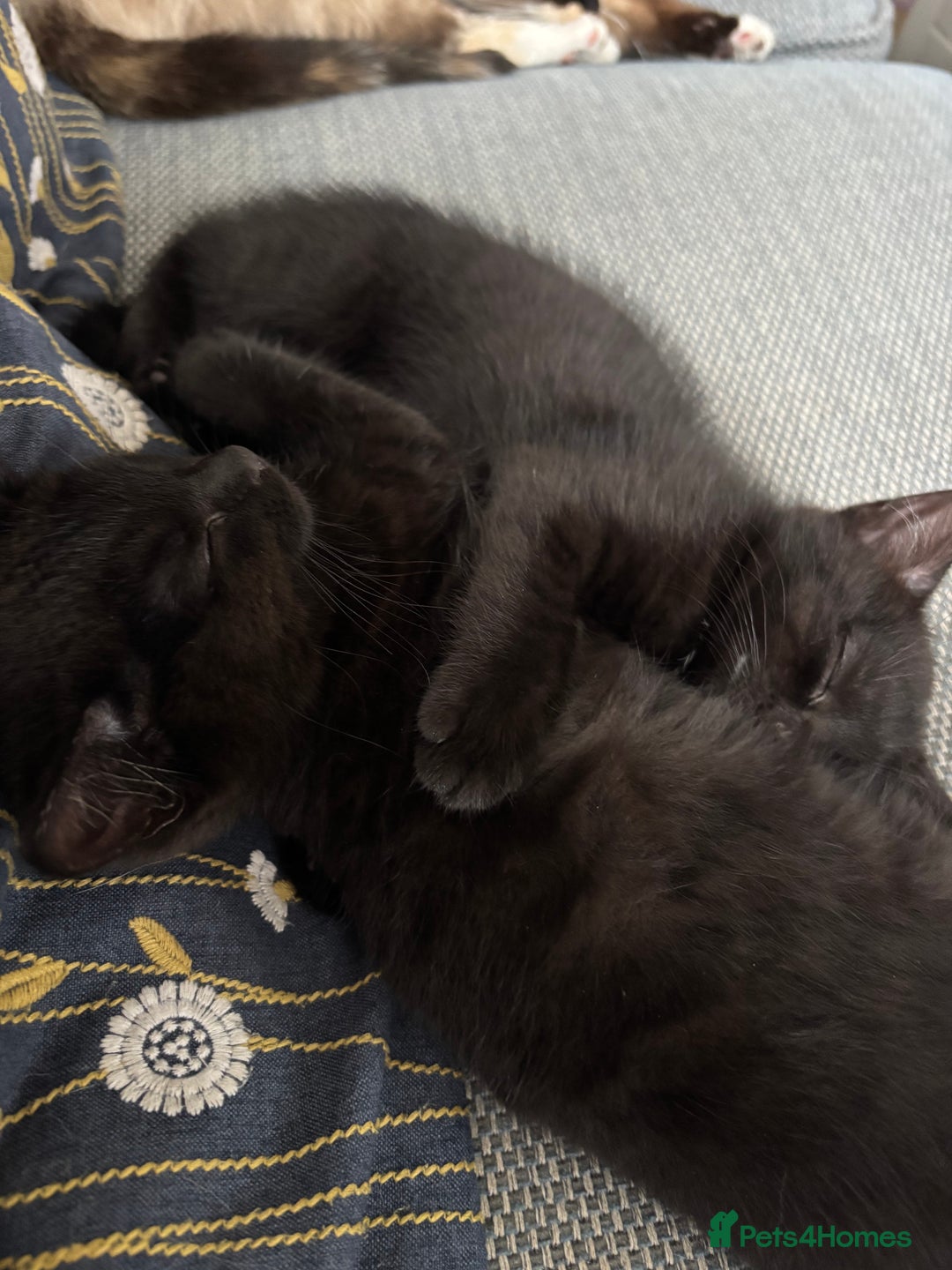 Mixed Breed cats for sale: *Kittens Ready For New Homes This Weekend!* - Image 1