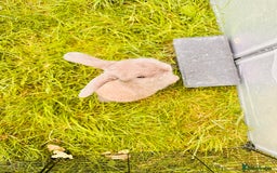 Mini Lop rabbits for sale: Adorable Mini Lop Rabbits Ready for New Homes - Image 8