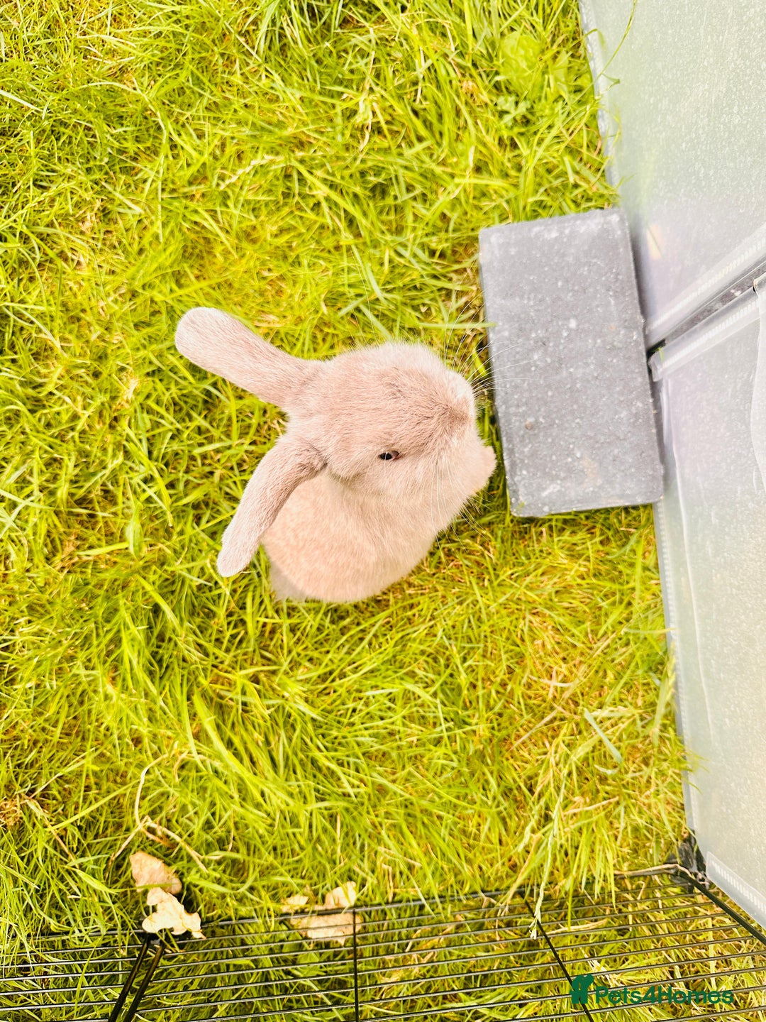 Mini Lop rabbits for sale: Adorable Mini Lop Rabbits Ready for New Homes - Image 8