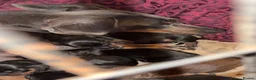 Dachshund dogs for sale: Beautiful dachshunds  - Advert 5