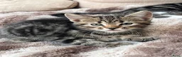 Mixed Breed cats for sale: Beautiful kittens ready to go to a loving home in Teddington - Advert 2
