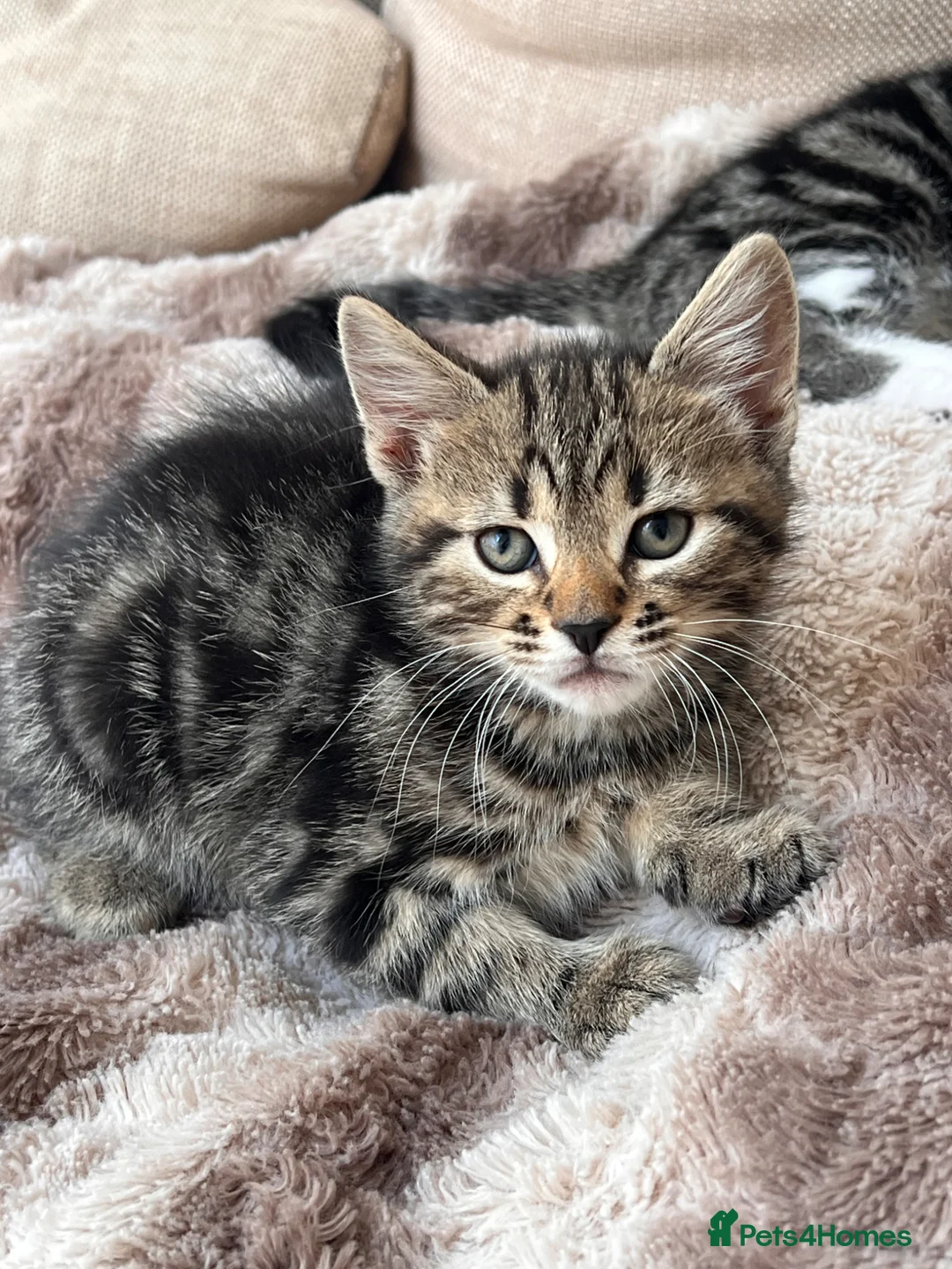 Mixed Breed cats for sale: Beautiful kittens ready to go to a loving home in Teddington - Advert 2