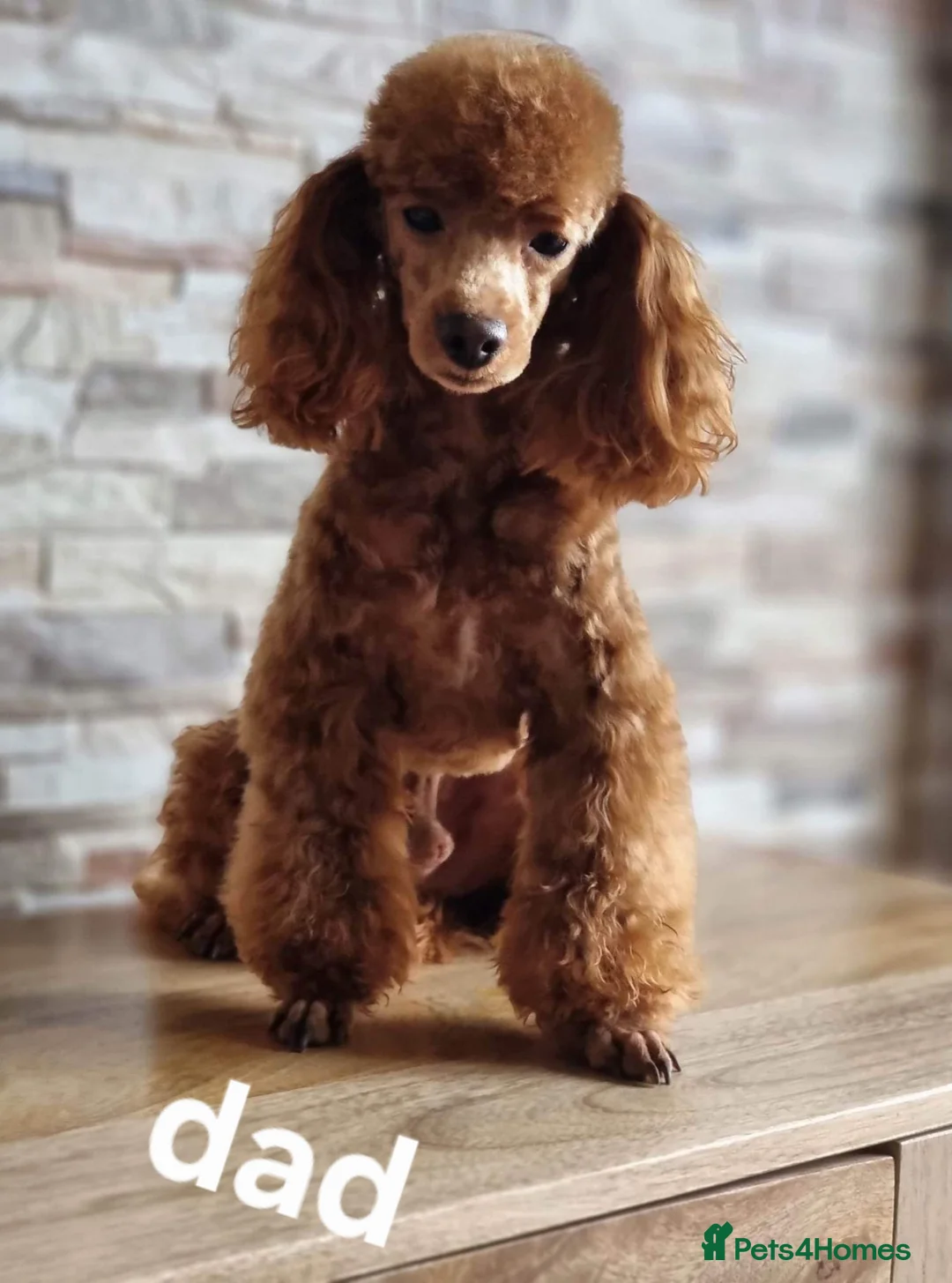 Miniature Poodle dogs for sale: four beautiful little red poodle girls - Advert 11