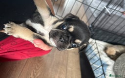 Frug dogs for sale: Gorgeous chunky pups - Image 9
