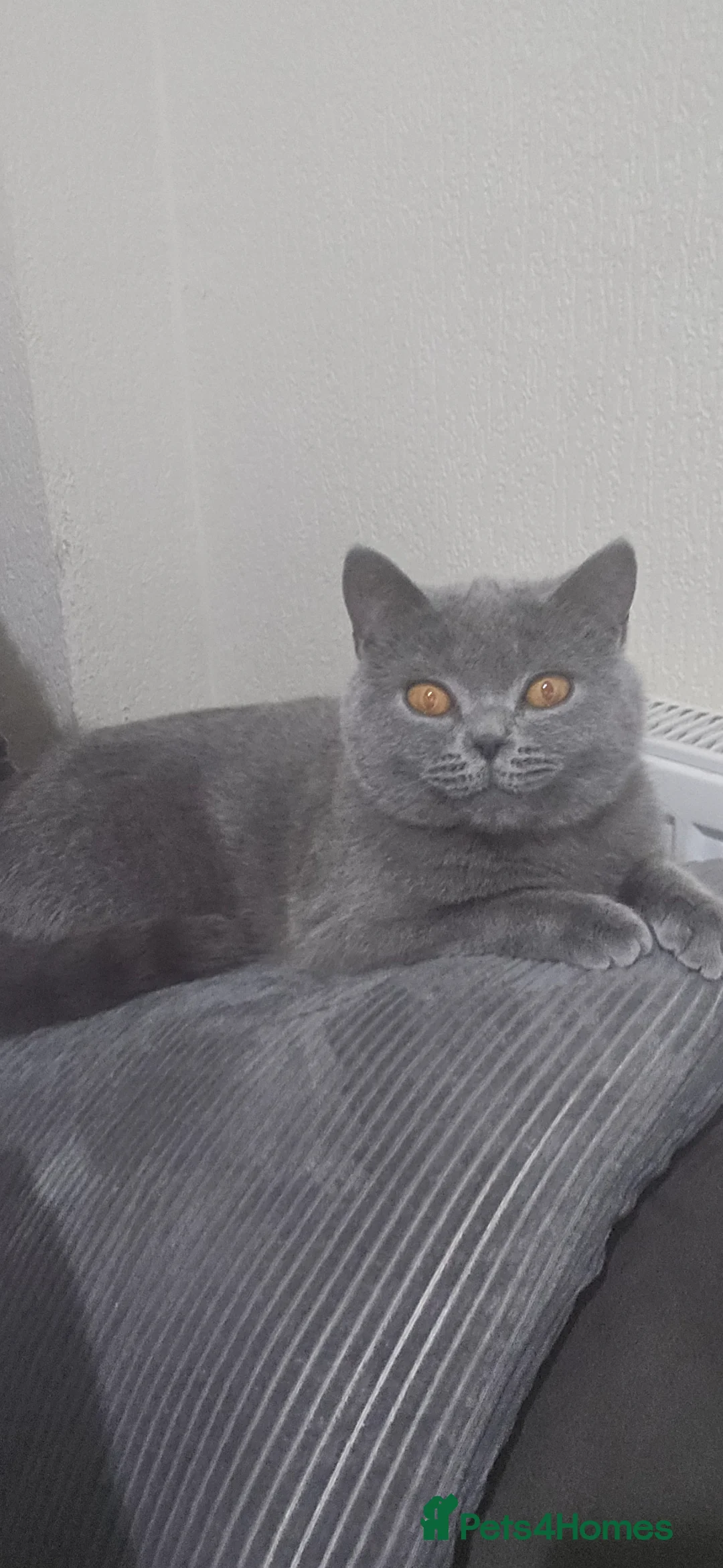 British Shorthair cats for sale: Zoya 15 month old British shorthair  - Advert 15