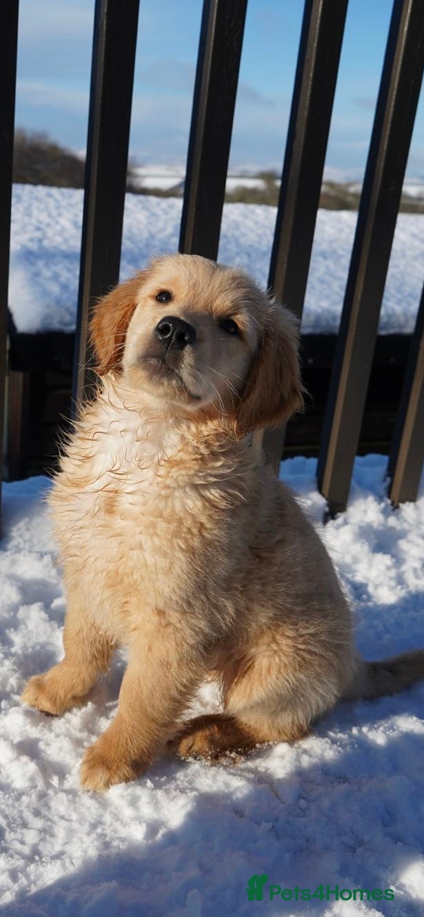 Golden Retriever dogs KC Fully Trained Golden Retriever Puppies - Advert 1